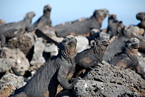 galapagos-zeeleguaan-07