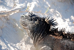 galapagos-zeeleguaan-08