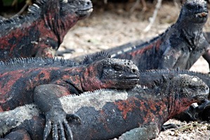 galapagos-zeeleguaan-09