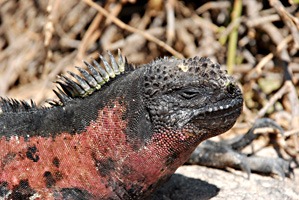 galapagos-zeeleguaan-10