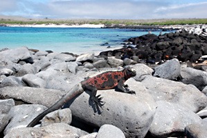 galapagos-zeeleguaan-11