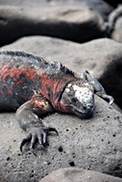 galapagos-zeeleguaan-12