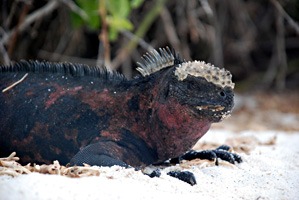 galapagos-zeeleguaan-13