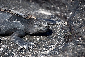 galapagos-zeeleguaan-14