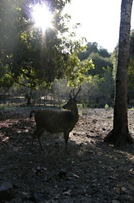 bali-komodo-excursie-hert-02