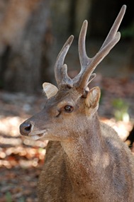 bali-komodo-excursie-hert-03