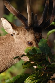 bali-komodo-excursie-hert-04