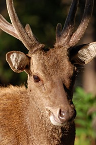 bali-komodo-excursie-hert-05