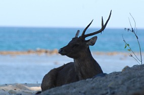 bali-komodo-excursie-hert