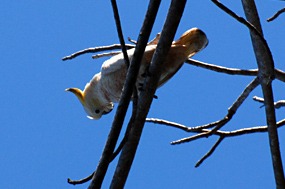 bali-komodo-excursie-kakatoe-01
