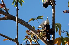 bali-komodo-excursie-kakatoe-02