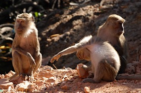 bali-komodo-rinca-excursie-01