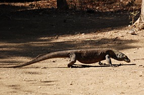 bali-komodo-rinca-excursie-02