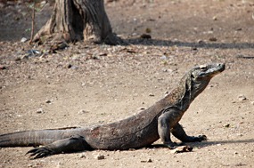 bali-komodo-rinca-excursie-03