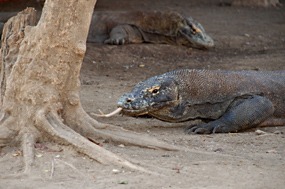 bali-komodo-rinca-excursie-04