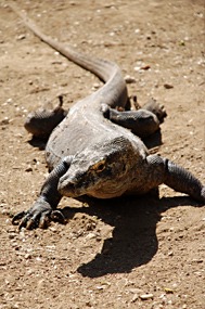 bali-komodo-rinca-excursie-05