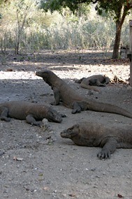 bali-komodo-rinca-excursie-06