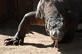 bali-komodo-rinca-excursie-07