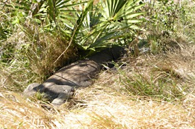 bali-komodo-rinca-excursie-08