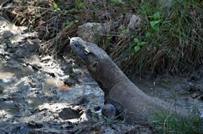 bali-komodo-rinca-excursie-09