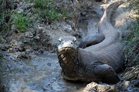 bali-komodo-rinca-excursie-10