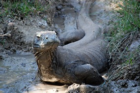 bali-komodo-rinca-excursie-11