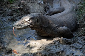 bali-komodo-rinca-excursie-12