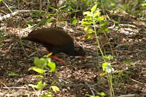 bali-komodo-rinca-excursie-13