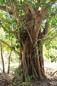 bali-komodo-rinca-excursie-15