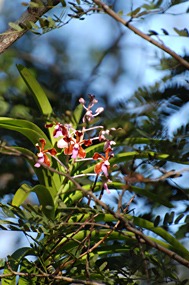 bali-komodo-rinca-excursie-16