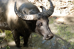 bali-komodo-rinca-excursie-buffel