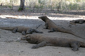 bali-komodo-varaan-01