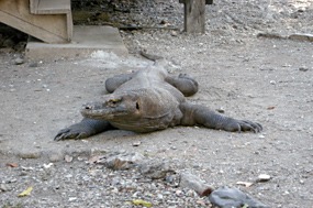 bali-komodo-varaan-02