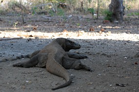 bali-komodo-varaan-03