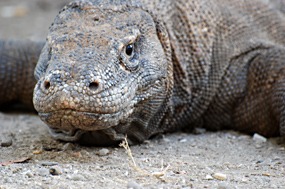 bali-komodo-varaan-04