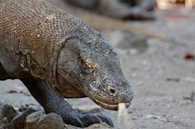 bali-komodo-varaan-05