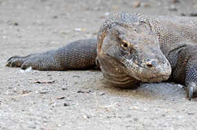 bali-komodo-varaan-06