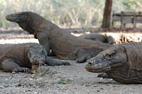 bali-komodo-varaan-07