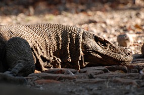 bali-komodo-varaan-08