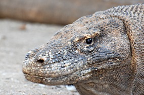 bali-komodo-varaan-09