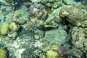 bali-menjangan-snorkelen-07