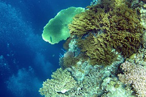 bali-menjangan-snorkelen-08