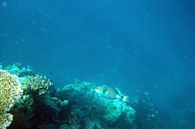 bali-menjangan-snorkelen-09