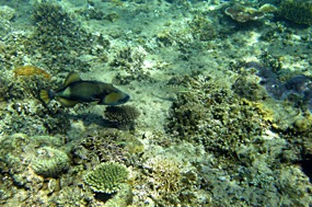 bali-menjangan-snorkelen-10