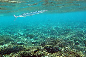 bali-menjangan-snorkelen-11