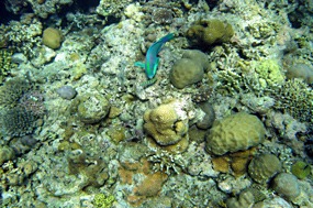 bali-menjangan-snorkelen-12