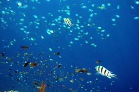 bali-menjangan-snorkelen-13