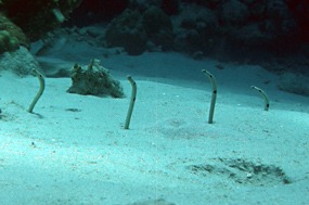 bali-menjangan-snorkelen-15