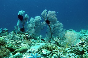 bali-menjangan-snorkelen-16