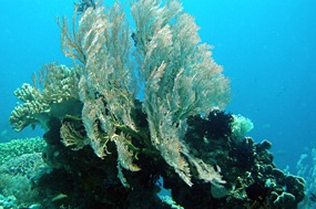 bali-menjangan-snorkelen-17